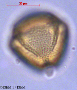 ISEM 1/Oreopanax_andreanus_29046/Oreopanax_andreanus_29046_0001(copy)_thumb.jpg
